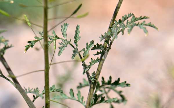 Descurainia pinnata, Western Tansymustard, Southwest Desert Flora